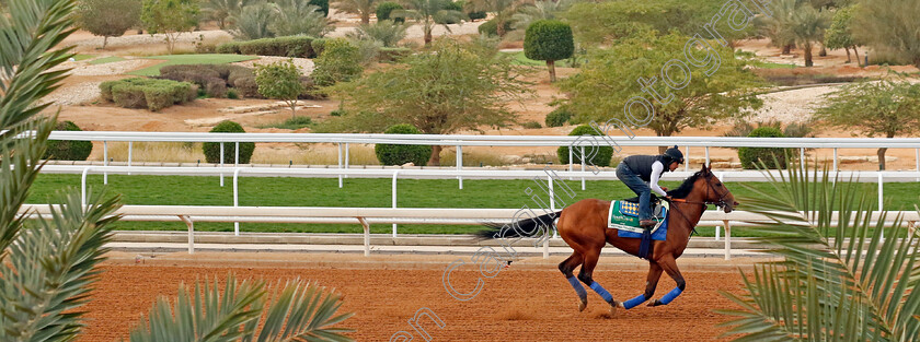 National-Treasure-0003 
 NATIONAL TREASURE training for The Saudi Cup
King Abdulaziz Racetrack, Saudi Arabia 22 Feb 2024 - Pic Steven Cargill / Racingfotos.com