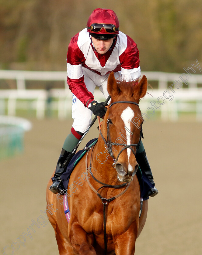 Let-Her-Loose-0001 
 LET HER LOOSE (Joshua Bryan)
Lingfield 20 Jan 2024 - Pic Steven Cargill / Racingfotos.com