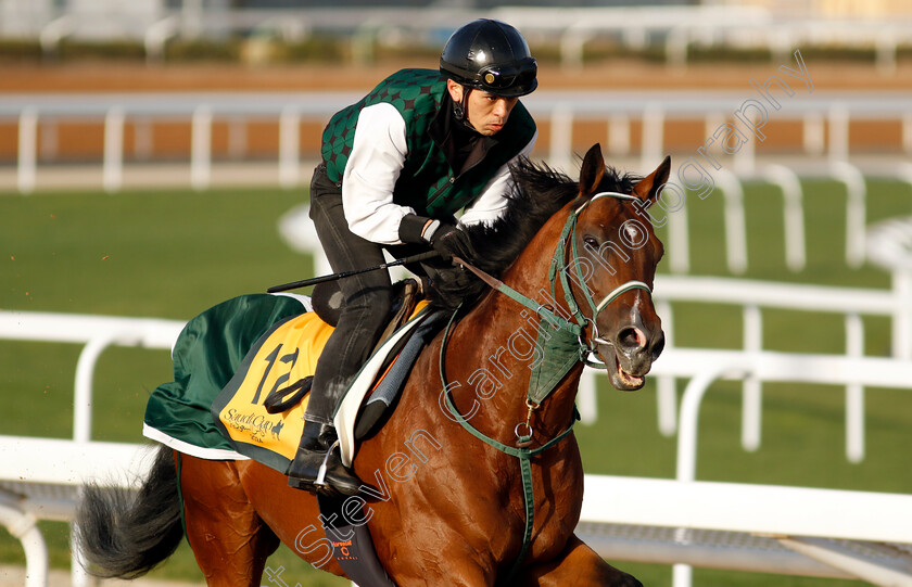 Studley-0001 
 STUDLEY training for The Neom Turf Cup
King Abdulaziz Racecourse, Saudi Arabia 20 Feb 2024 - Pic Steven Cargill / Racingfotos.com