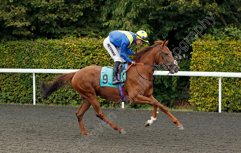 King-Of-Luck-0001 
 KING OF LUCK (Richard Kingscote)
Kempton 8 Sep 2023 - Pic Steven Cargill / Racingfotos.com