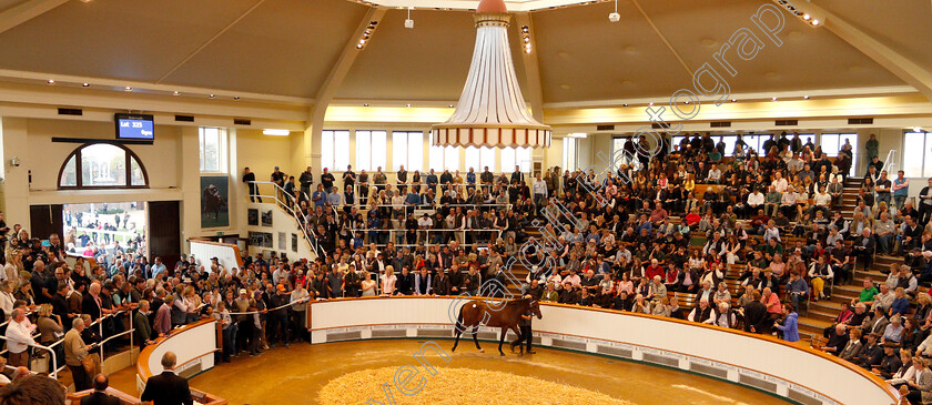 Lot-0325-colt-by-Dubawi-x-Dar-Re-Mi-0004 
 Lot 325 a colt by Dubawi x Dar Re Mi selling at Tattersalls Yearling Sale Book1 for 3.5million guineas
Newmarket 10 Oct 2018 - Pic Steven Cargill / Racingfotos.com