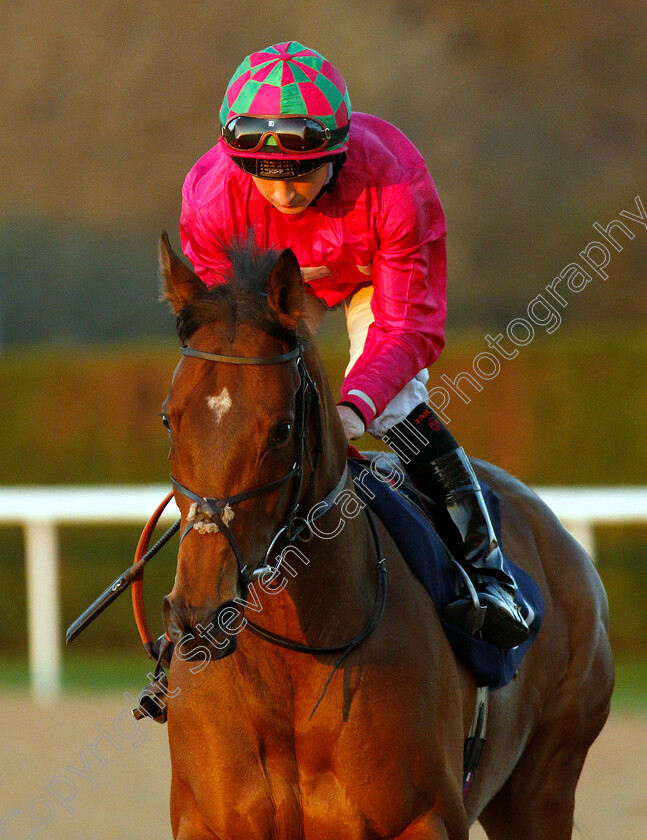 Sarasota-0001 
 SARASOTA (Nicola Currie)
Wolverhampton 26 Feb 2019 - Pic Steven Cargill / Racingfotos.com