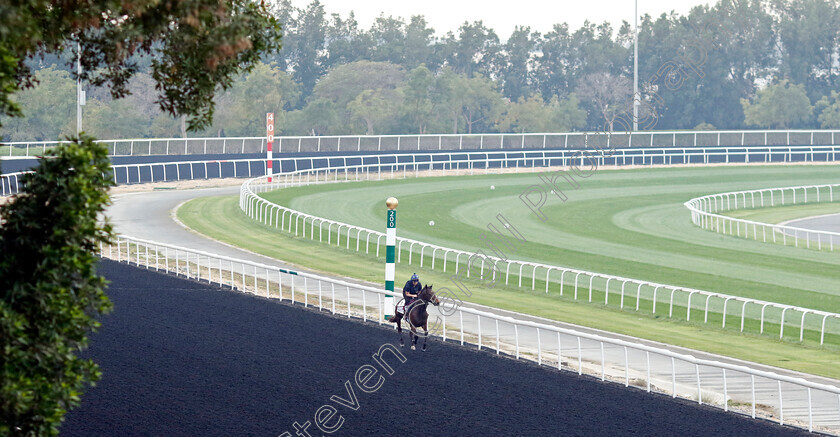 Subjectivist-0003 
 SUBJECTIVIST training for the Dubai Gold Cup
Meydan, Dubai, 21 Mar 2023 - Pic Steven Cargill / Racingfotos.com