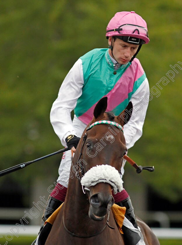 Leadman-0002 
 LEADMAN (Oisin Murphy)
Kempton 28 Aug 2024 - Pic Steven Cargill / Racingfotos.com