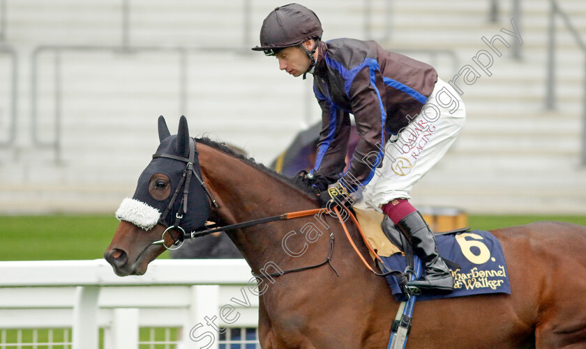 Frankini-0002 
 FRANKINI (Oisin Murphy)
Ascot 6 Sep 2024 - Pic Steven Cargill / Racingfotos.com