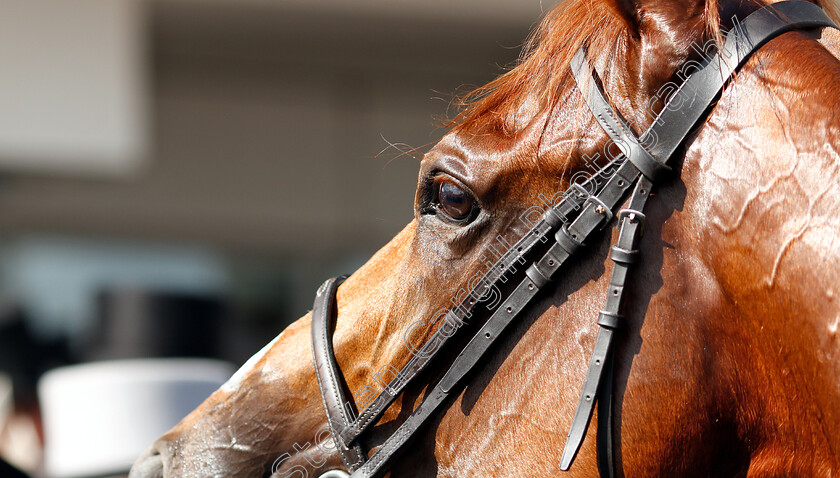 Masar-0022 
 MASAR after The Investec Derby	
Epsom 2 Jun 2018 - Pic Steven Cargill / Racingfotos.com