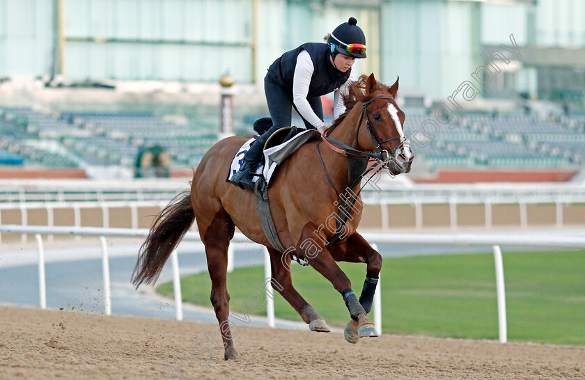 Itsatenfromlen-0001 
 ITSATENFROMLEN training at the Dubai Racing Carnival 
Meydan 2 Jan 2025 - Pic Steven Cargill / Racingfotos.com