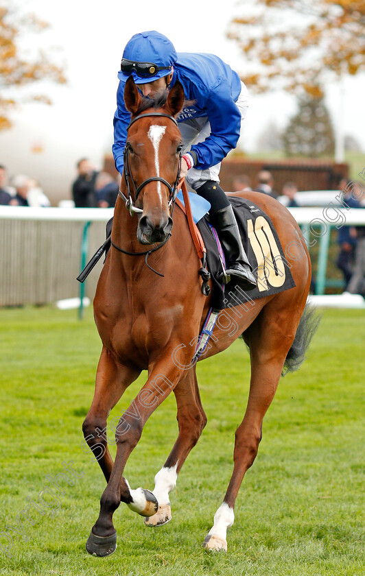 Princess-Bride-0001 
 PRINCESS BRIDE (Hector Crouch)
Newmarket 23 Oct 2019 - Pic Steven Cargill / Racingfotos.com