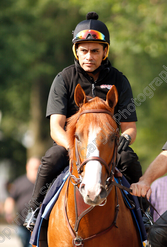 Justify-0002 
 JUSTIFY on his way to the track
Belmont Park 8 Jun 2018 - Pic Steven Cargill / Racingfotos.com