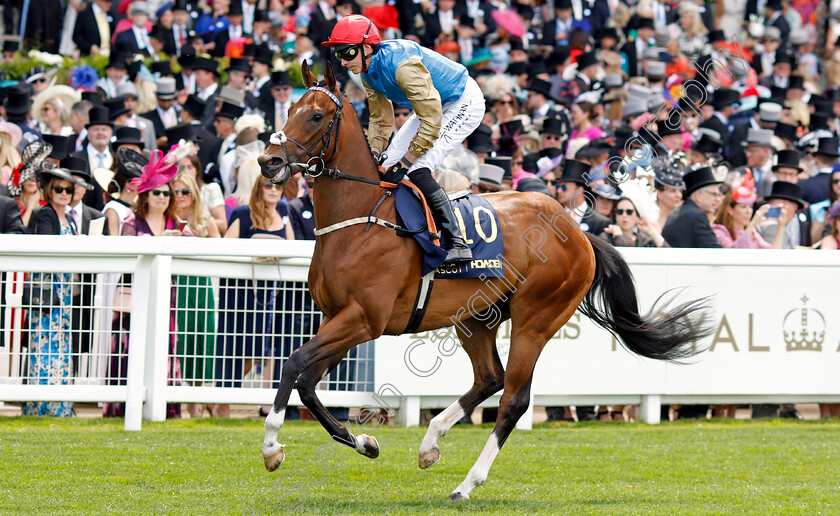 Shareholder-0005 
 SHAREHOLDER (James Doyle) winner of The Norfolk Stakes
Royal Ascot 20 Jun 2024 - Pic Steven Cargill / Racingfotos.com