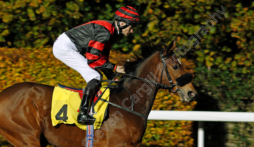 Briscola-0001 
 BRISCOLA (Robert Havlin) Kempton 8 Nov 2017 - Pic Steven Cargill / Racingfotos.com