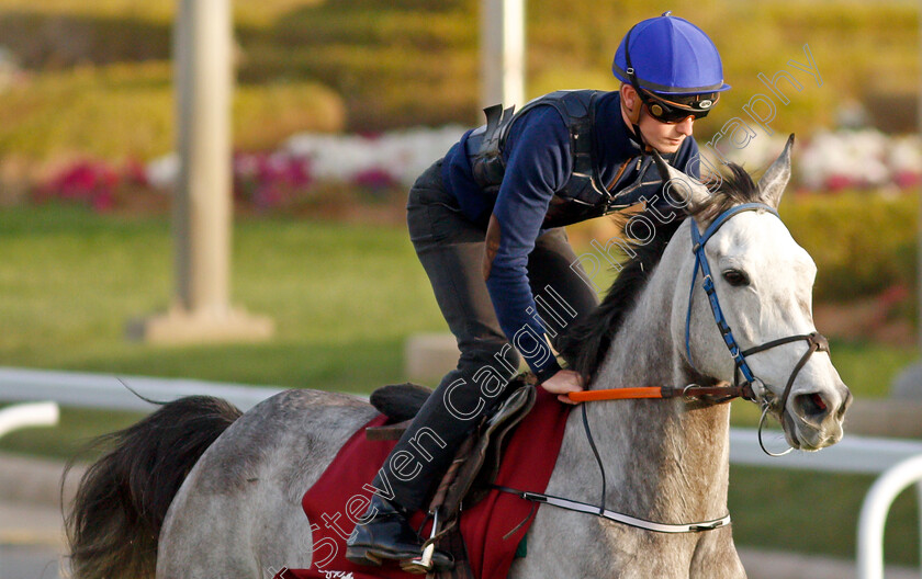 Princess-Zoe-0004 
 PRINCESS ZOE training for the Turf Handicap
King Abdulaziz Racetrack, Riyadh, Saudi Arabia 24 Feb 2022 - Pic Steven Cargill / Racingfotos.com