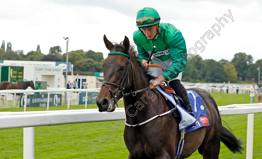 Relief-Rally-0005 
 RELIEF RALLY (Tom Marquand) winner of The Sky Bet Lowther Stakes
York 24 Aug 2023 - Pic Steven Cargill / Racingfotos.com