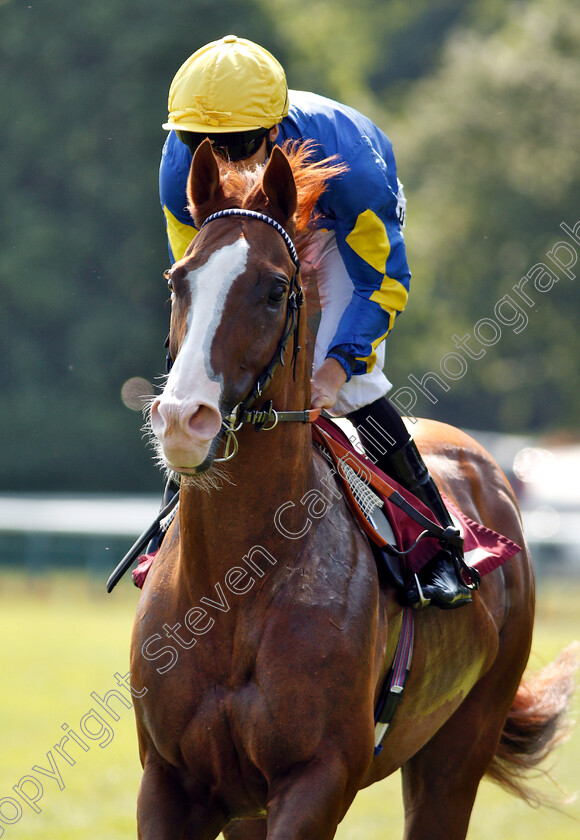 Doctor-Sardonicus-0002 
 DOCTOR SARDONICUS (Martin Harley)
Haydock 26 May 2018 - Pic Steven Cargill / Racingfotos.com