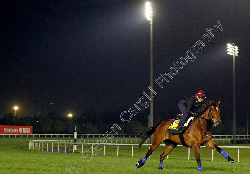 Nashwa-0003 
 NASHWA (Hollie Doyle) training for The Dubai Turf
Meydan Dubai 28 Mar 2024 - Pic Steven Cargill / Racingfotos.com