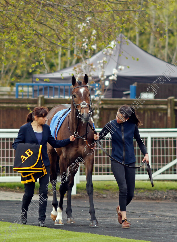 Spanish-Phoenix-0011 
 SPANISH PHOENIX winner of The Atlantic Pale Ale Maiden Stakes
Leicester 29 Apr 2023 - Pic Steven Cargill / Racingfotos.com