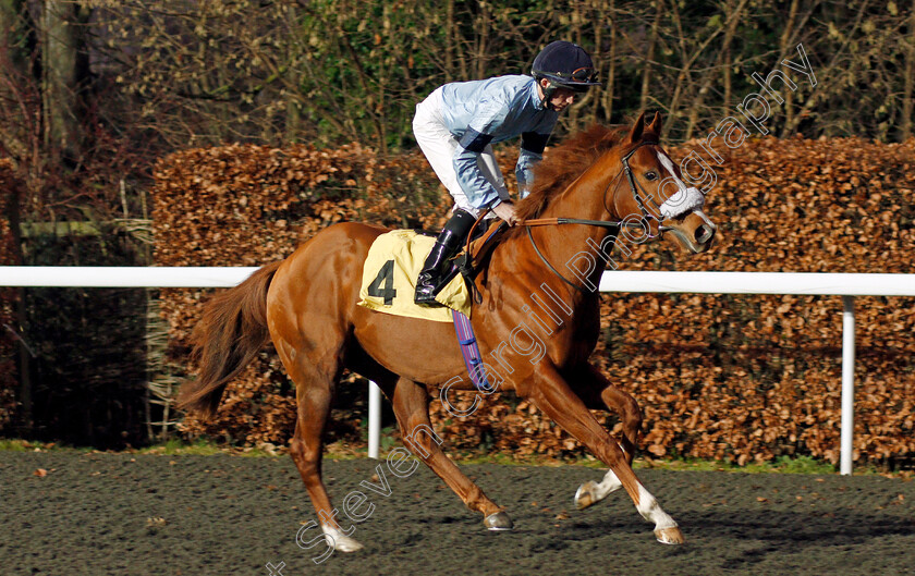 Pak-Choi-0001 
 PAK CHOI (Rob Hornby) Kempton 20 Dec 2017 - Pic Steven Cargill / Racingfotos.com