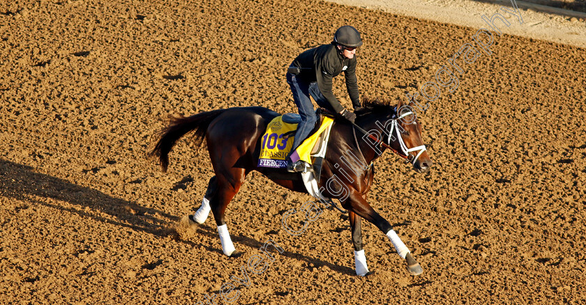 Fierceness-0002 
 FIERCENESS training for the Breeders' Cup Classic
Del Mar USA 30 Oct 2024 - Pic Steven Cargill / Racingfotos.com