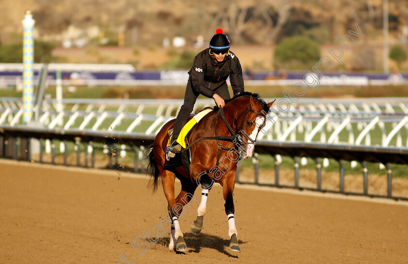 Pyrenees-0001 
 PYRENEES training for the Breeders' Cup Classic
Del Mar USA 31 Oct 2024 - Pic Steven Cargill / Racingfotos.com