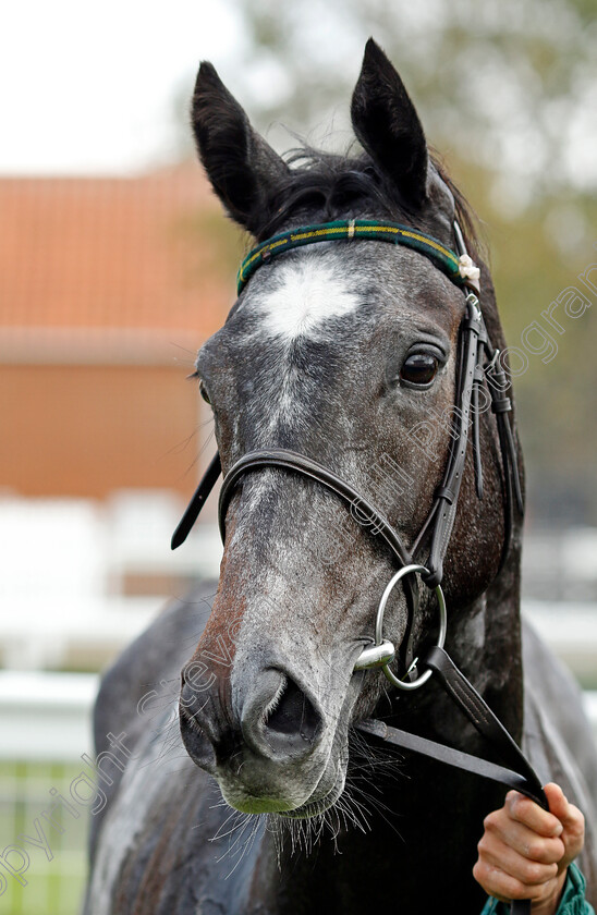 Shemozzle-0008 
 SHEMOZZLE winner of The racingtv.com Fillies Restricted Novice Stakes
Newmarket 25 Oct 2023 - Pic Steven Cargill / Racingfotos.com