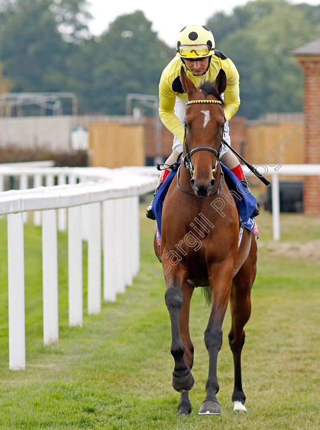 Glenlaurel-0001 
 GLENLAUREL (Andrea Atzeni)
York 18 Aug 2022 - Pic Steven Cargill / Racingfotos.com