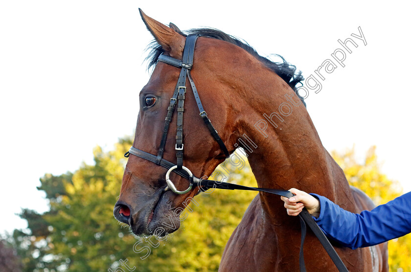 Military-Order-0009 
 MILITARY ORDER winner of The British Stallion Studs EBF Future Stayers Novice Stakes
Newmarket 19 Oct 2022 - Pic Steven Cargill / Racingfotos.com