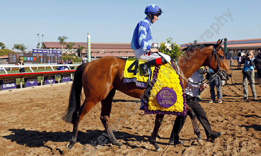 Magnum-Force-0010 
 MAGNUM FORCE (Colin Keane) winner of the Breeders' Cup Juvenile Turf Sprint
Del Mar USA 1 Nov 2024 - Pic Steven Cargill / Racingfotos.com