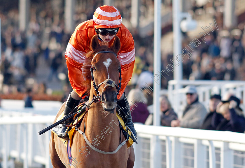 Teriferma-0002 
 TERIFERMA (Sean Bowen) winner of The JCB Triumph Trial Juvenile Hurdle 
Cheltenham 14 Dec 2024 - Pic Steven Cargill / Racingfotos.com