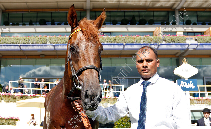 Prince-Eiji-0012 
 PRINCE EIJI after The Charbonnel Et Walker British EBF Maiden Stakes
Ascot 7 Sep 2018 - Pic Steven Cargill / Racingfotos.com