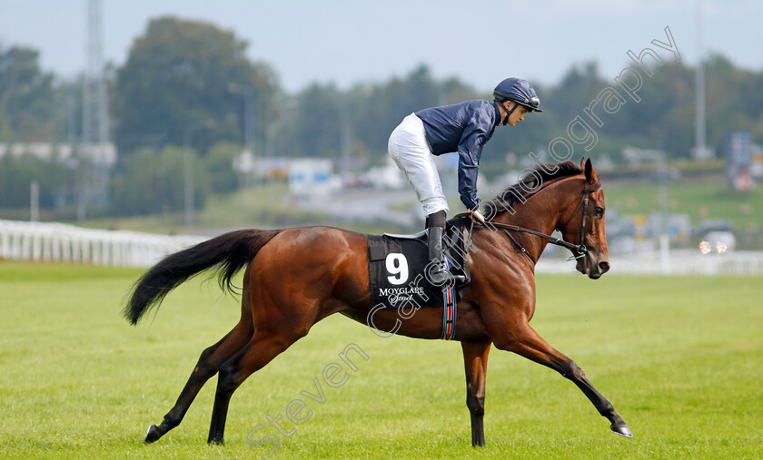 Never-Ending-Story-0001 
 NEVER ENDING STORY (Mikey Sheehy)
The Curragh 10 Sep 2023 - Pic Steven Cargill / Racingfotos.com