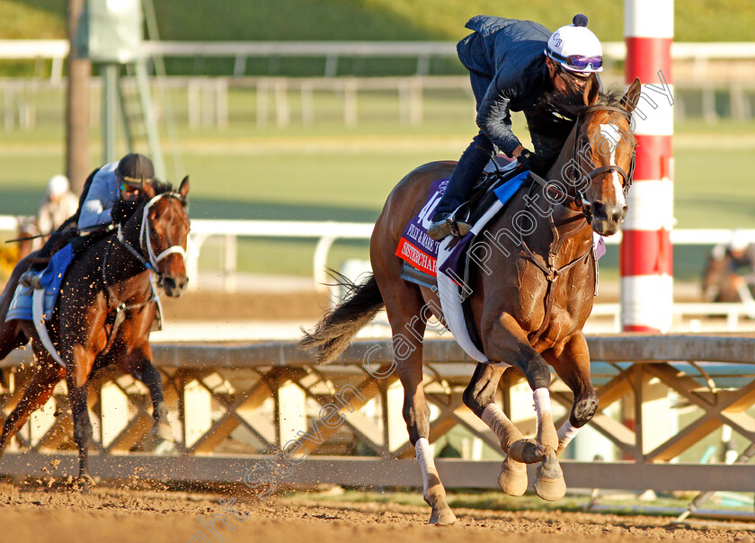 Sistercharlie-0001 
 SISTERCHARLIE training for the Breeders' Cup Filly & Mare Turf
Santa Anita USA 30 Oct 2019 - Pic Steven Cargill / Racingfotos.com