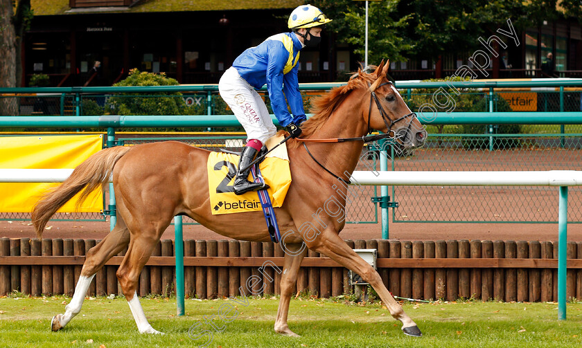 Dream-Of-Dreams-0001 
 DREAM OF DREAMS (Oisin Murphy) before winning The Betfair Sprint Cup
Haydock 5 Sep 2020 - Pic Steven Cargill / Racingfotos.com