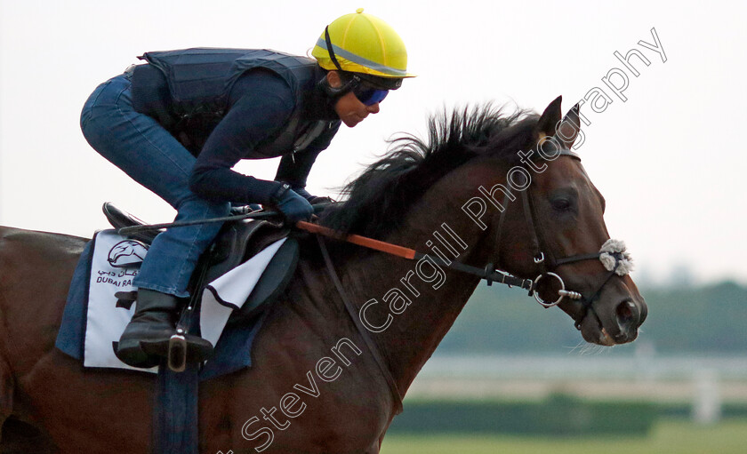 Royal-Dubai-0001 
 ROYAL DUBAI (Lucie Botti) training at the Dubai Racing Carnival
Meydan 1 Feb 2024 - Pic Steven Cargill / Racingfotos.com