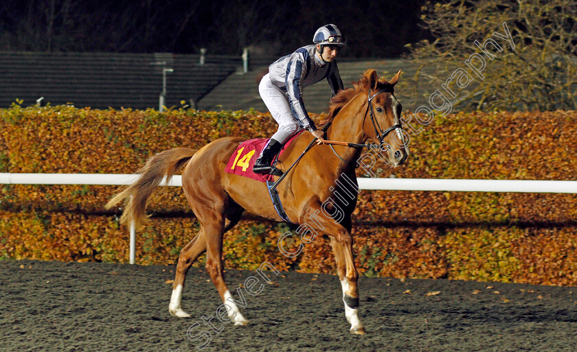 Vertice-0001 
 VERTICE (Stefano Cherchi)
Kempton 20 Nov 2019 - Pic Steven Cargill / Racingfotos.com