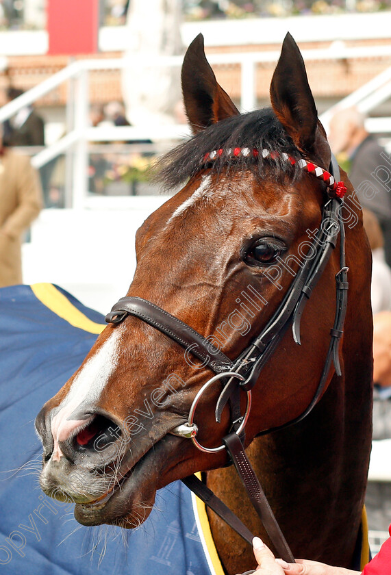 Give-And-Take-0010 
 GIVE AND TAKE after The Tattersalls Musidora Stakes York 16 May 2018 - Pic Steven Cargill / Racingfotos.com