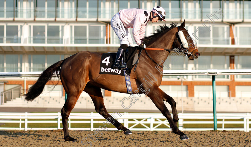 Chiefofchiefs-0001 
 CHIEFOFCHIEFS (Richard Kingscote)
Lingfield 2 Feb 2019 - Pic Steven Cargill / Racingfotos.com