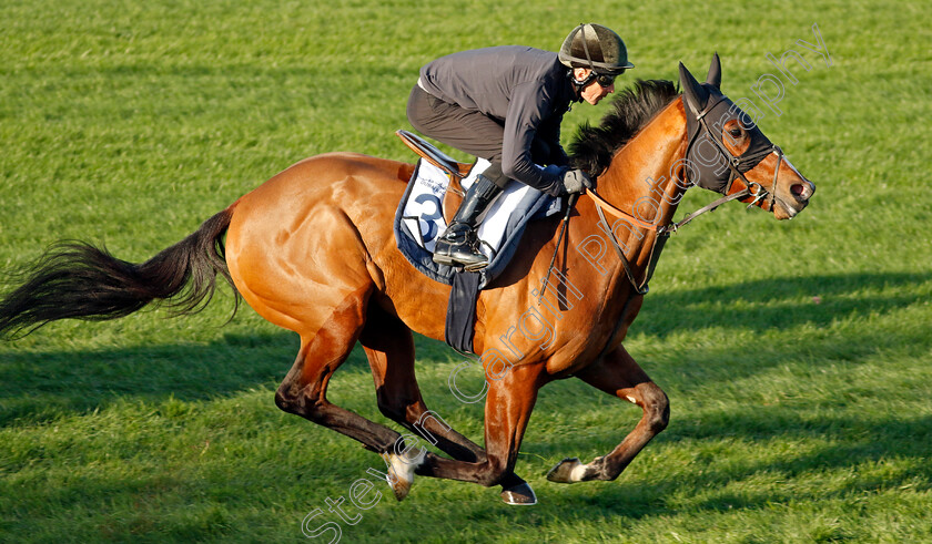 The-Fingal-Raven-0001 
 THE FINGAL RAVEN training at the Dubai Racing Carnival
Meydan 22 Jan 2025 - Pic Steven Cargill / Racingfotos.com