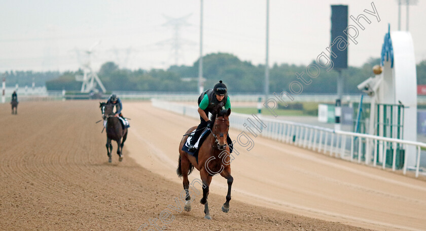 Ouzo-0002 
 OUZO (Jimmy McCarthy) training at the Dubai Racing Carnival
Meydan 1 Feb 2024 - Pic Steven Cargill / Racingfotos.com