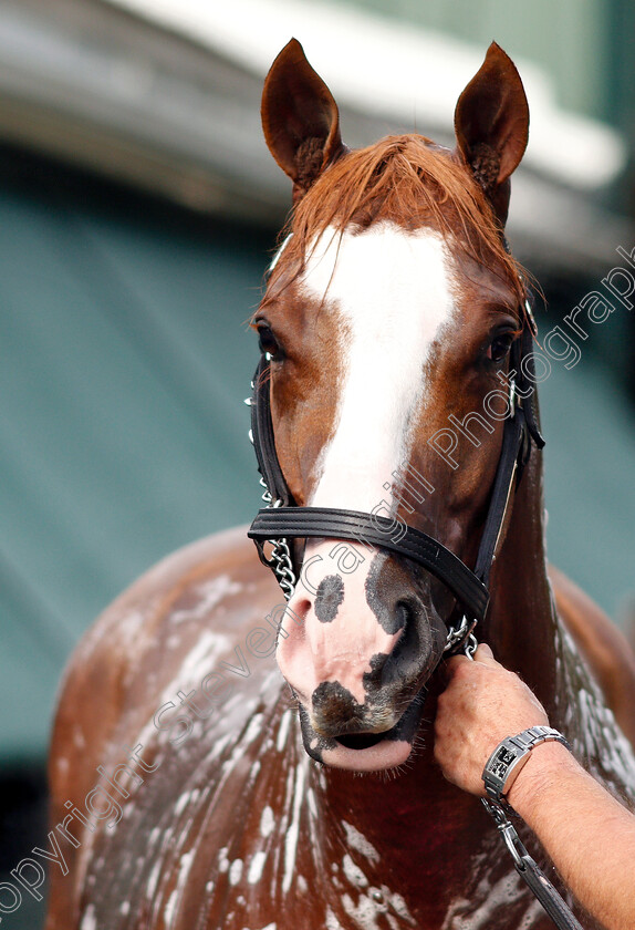 Improbable-0019 
 IMPROBABLE recieves a bath after exercising in preparation for The Preakness Stakes
Pimlico, Baltimore USA, 16 May 2019 - Pic Steven Cargill / Racingfotos.com