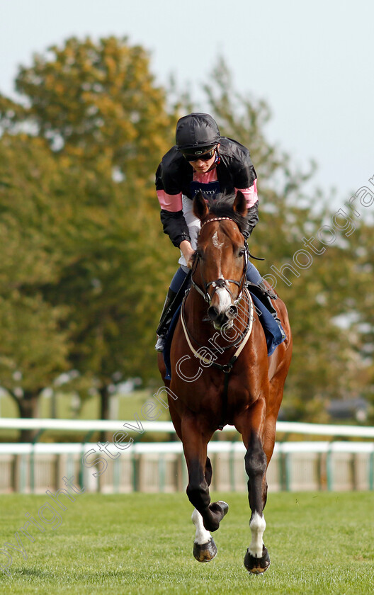 Great-Acclaim-0002 
 GREAT ACCLAIM (Rob Hornby)
Newmarket 7 Oct 2023 - Pic Steven Cargill / Racingfotos.com