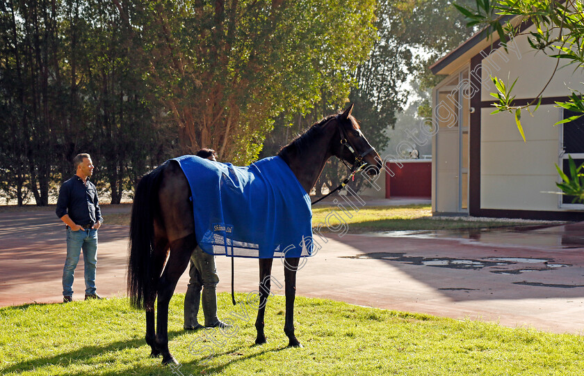 Caius-Chorister-0006 
 CAIUS CHORISTER at the International Quarantine barns after training at the Dubai Racing Carnival
Meydan 22 Jan 2025 - Pic Steven Cargill / Racingfotos.com