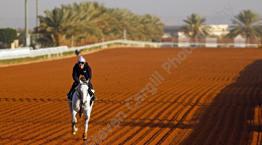 White-Abarrio-0002 
 WHITE ABARRIO training for The Saudi Cup
King Abdulaziz Racecourse, Saudi Arabia 21 Feb 2024 - Pic Steven Cargill / Racingfotos.com