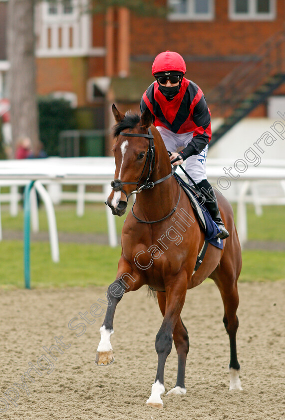 Ibn-Arabi-0001 
 IBN ARABI (Ben Curtis)
Lingfield 19 Feb 2021 - Pic Steven Cargill / Racingfotos.com