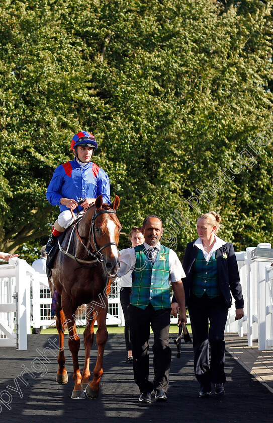 Nayef-Road-0005 
 NAYEF ROAD (Andrea Atzeni) winner of The Jockey Club Rose Bowl Stakes
Newmarket 23 Sep 2021 - Pic Steven Cargill / Racingfotos.com