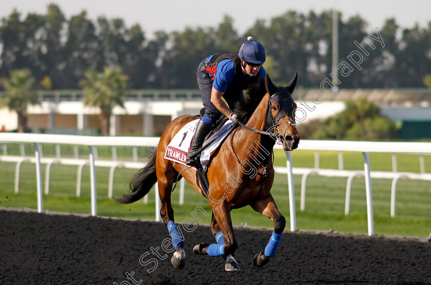 Trawlerman-0001 
 TRAWLERMAN training for The Dubai Gold Cup
Meydan Dubai 27 Mar 2024 - Pic Steven Cargill / Racingfotos.com