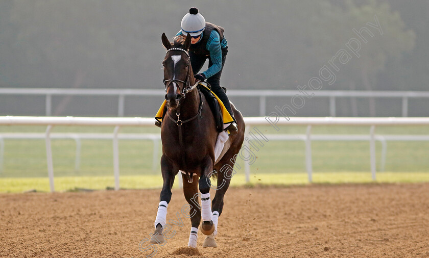 Catnip-0002 
 CATNIP training for the Dubai Turf
Meydan Dubai 28 Mar 2024 - Pic Steven Cargill / Racingfotos.com