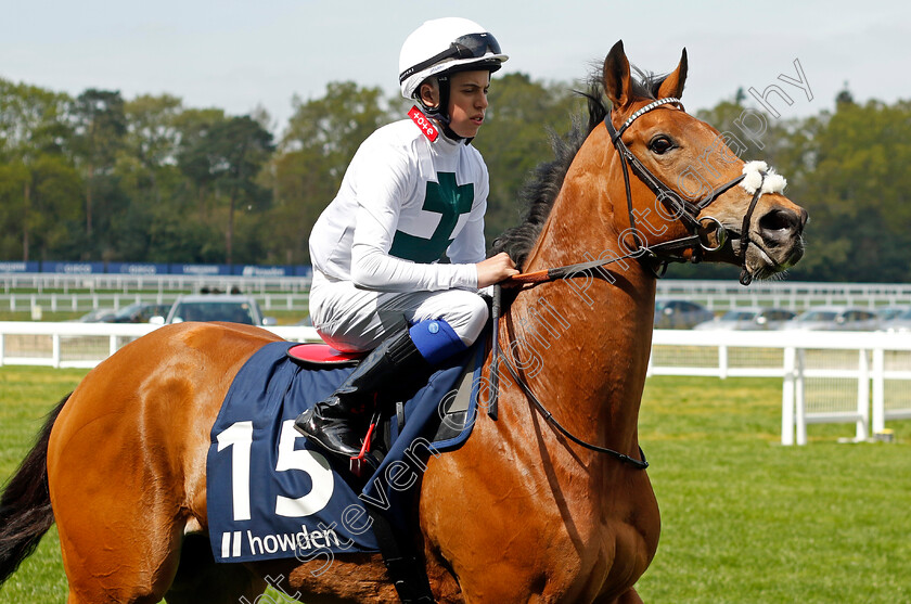 Diffident-Spirit-0001 
 DIFFIDENT SPIRIT (Tommie Jakes)
Ascot 3 May 2023 - Pic Steven Cargill / Racingfotos.com