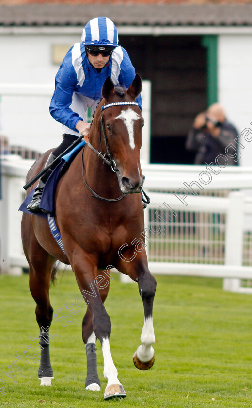 Mukaafah-0001 
 MUKAAFAH (Jack Mitchell)
Yarmouth 16 Oct 2023 - Pic Steven Cargill / Racingfotos.com