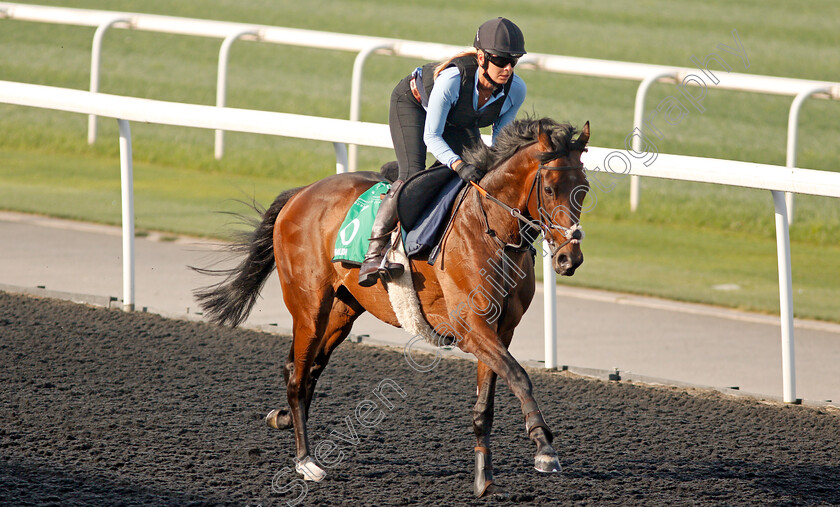 Khalidi-0001 
 KHALIDI exercising in preparation for The Dubai Sheema Classic at Meydan 29 Mar 2018 - Pic Steven Cargill / Racingfotos.com