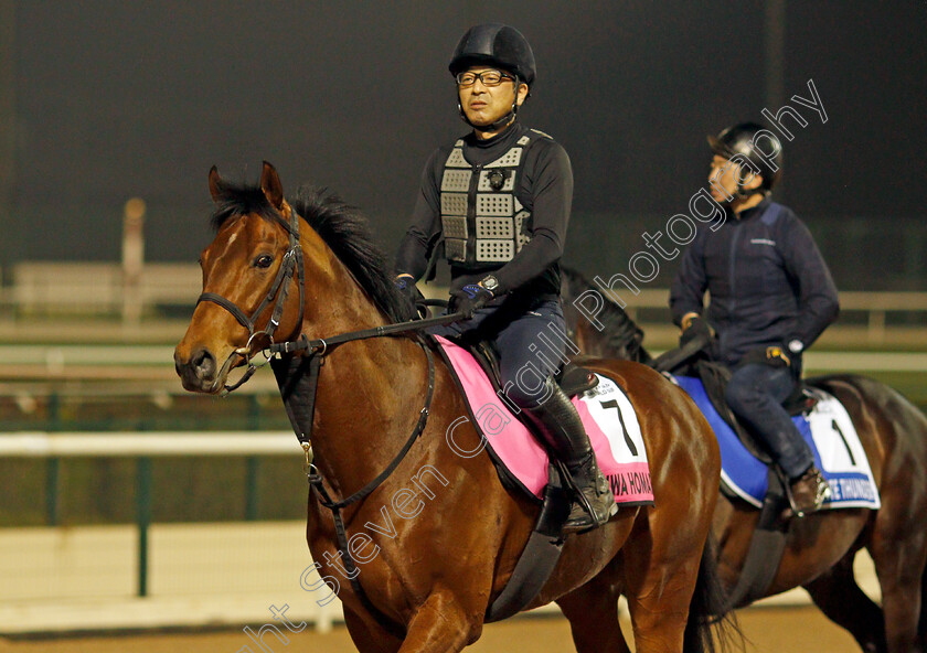 Reiwa-Homare-0001 
 REIWA HOMARE training for the UAE Derby
Meydan, Dubai, 22 Mar 2022 - Pic Steven Cargill / Racingfotos.com